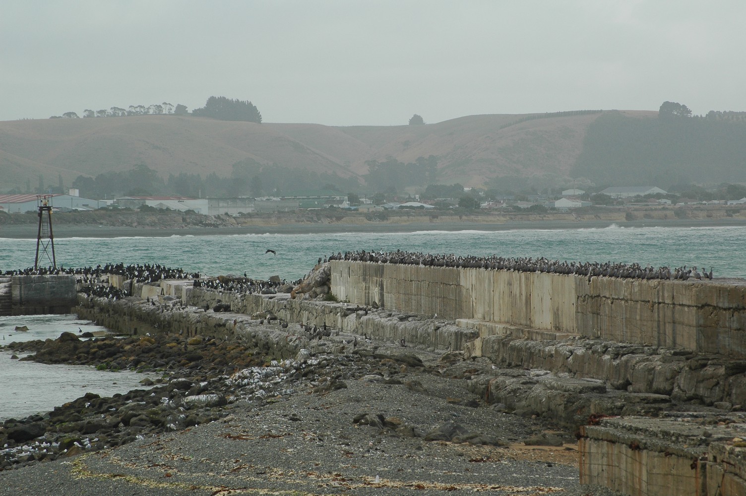 155   25 01   Fox Glacier   Oamura